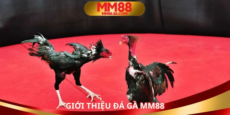 Loại hình đá gà MM88 được nhiều người yêu thích
